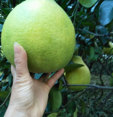 [沙田柚批发]阳朔沙田柚价格1.60元/斤 - 一亩田