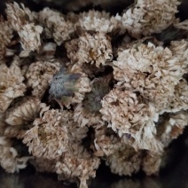珍珠菊花