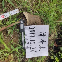 云南保山潞江坝清香木杯苗