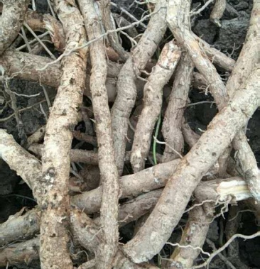 十年生以上凌霄花苗鲜根中药材育苗专用