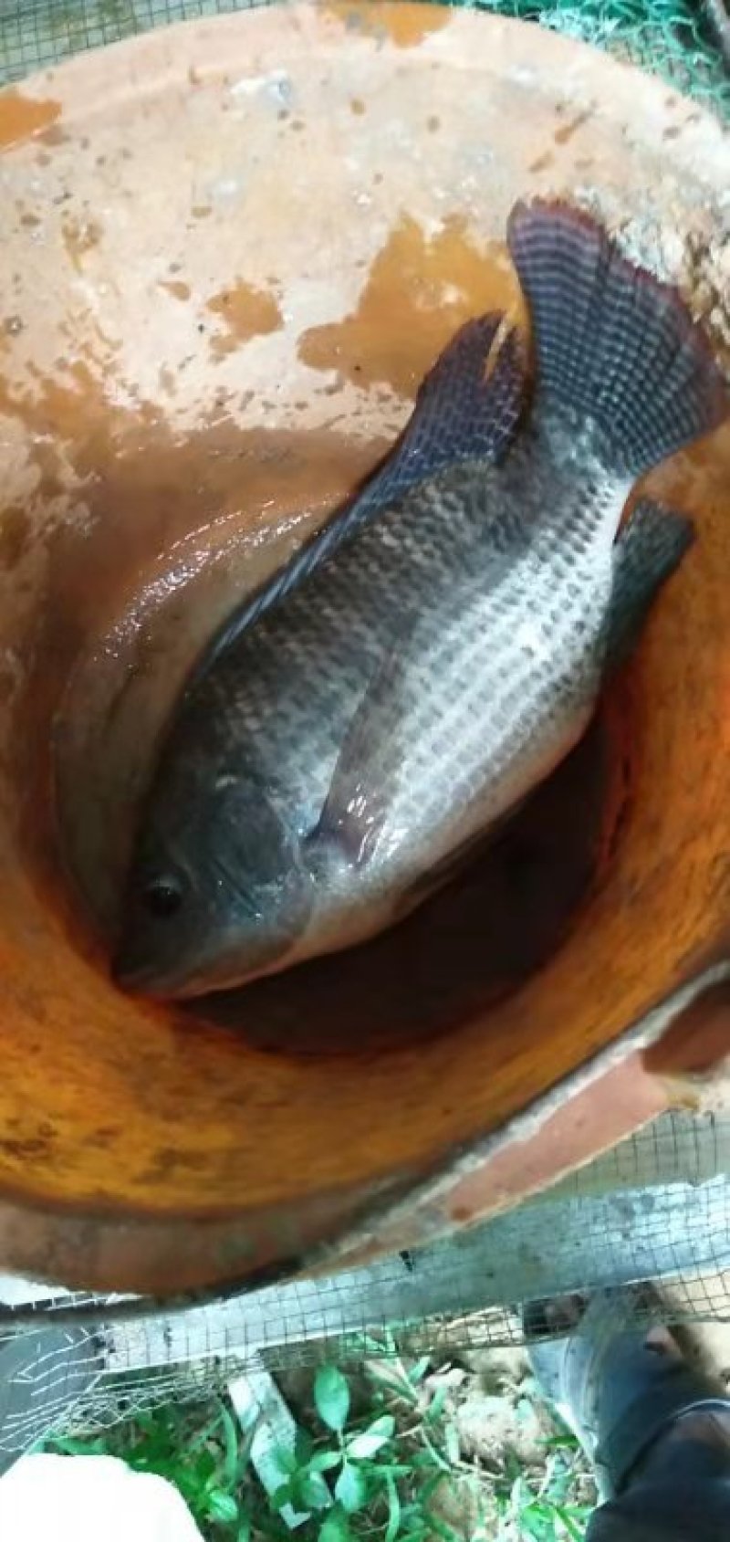 3吨淡水罗非鱼,大头鱼出售