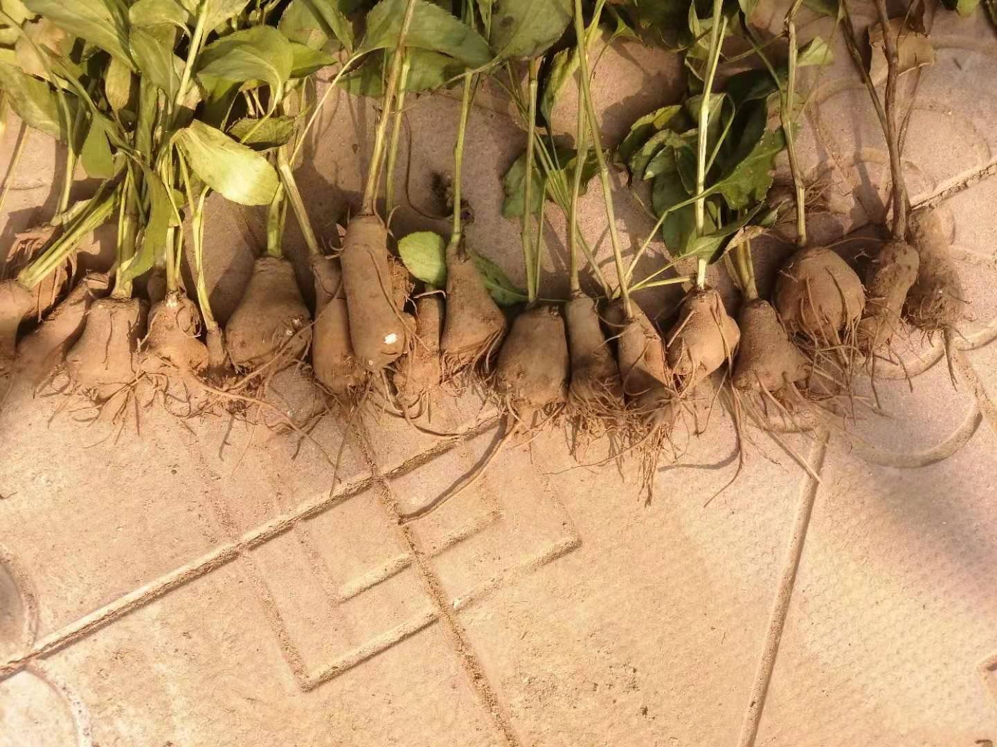 道地浙白术植株与新鲜采挖的根茎特写