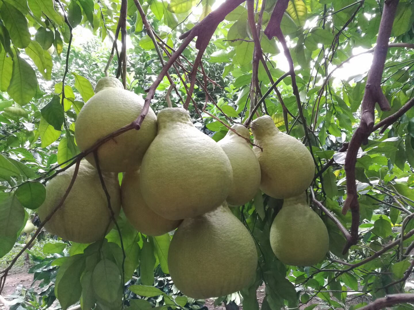 果园中悬挂的甲基丁香酚诱捕器正在诱杀果实蝇成虫