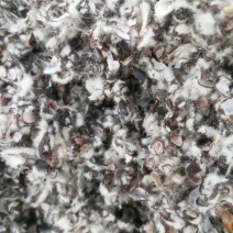 棉籽壳棉籽皮，磨盘棉籽壳，含棉仁棉粉棉籽壳，棉渣棉粕