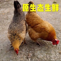 【黑脚老母鸡】正宗土鸡草鸡柴鸡散养700天【净重2.1-