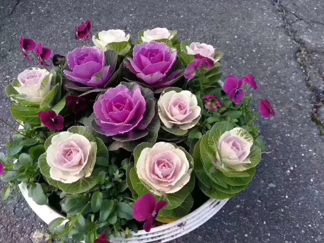 羽衣甘蓝盆栽特写