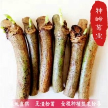 葛根葛根种苗二代苗粉质更高更无渣