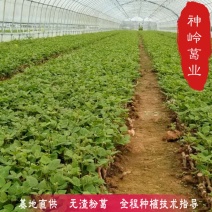 葛根种苗江西葛根种苗二代苗粉质更高更无渣产地直供