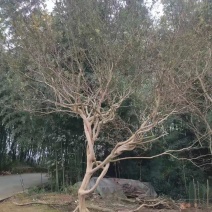 各种树型