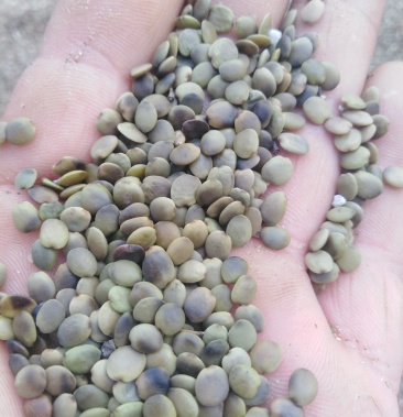 巨紫荆种子 纯新巨紫荆种子 净籽无杂质 出芽率高