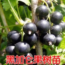 黑加仑树葡萄苗当年挂果植株健壮包邮