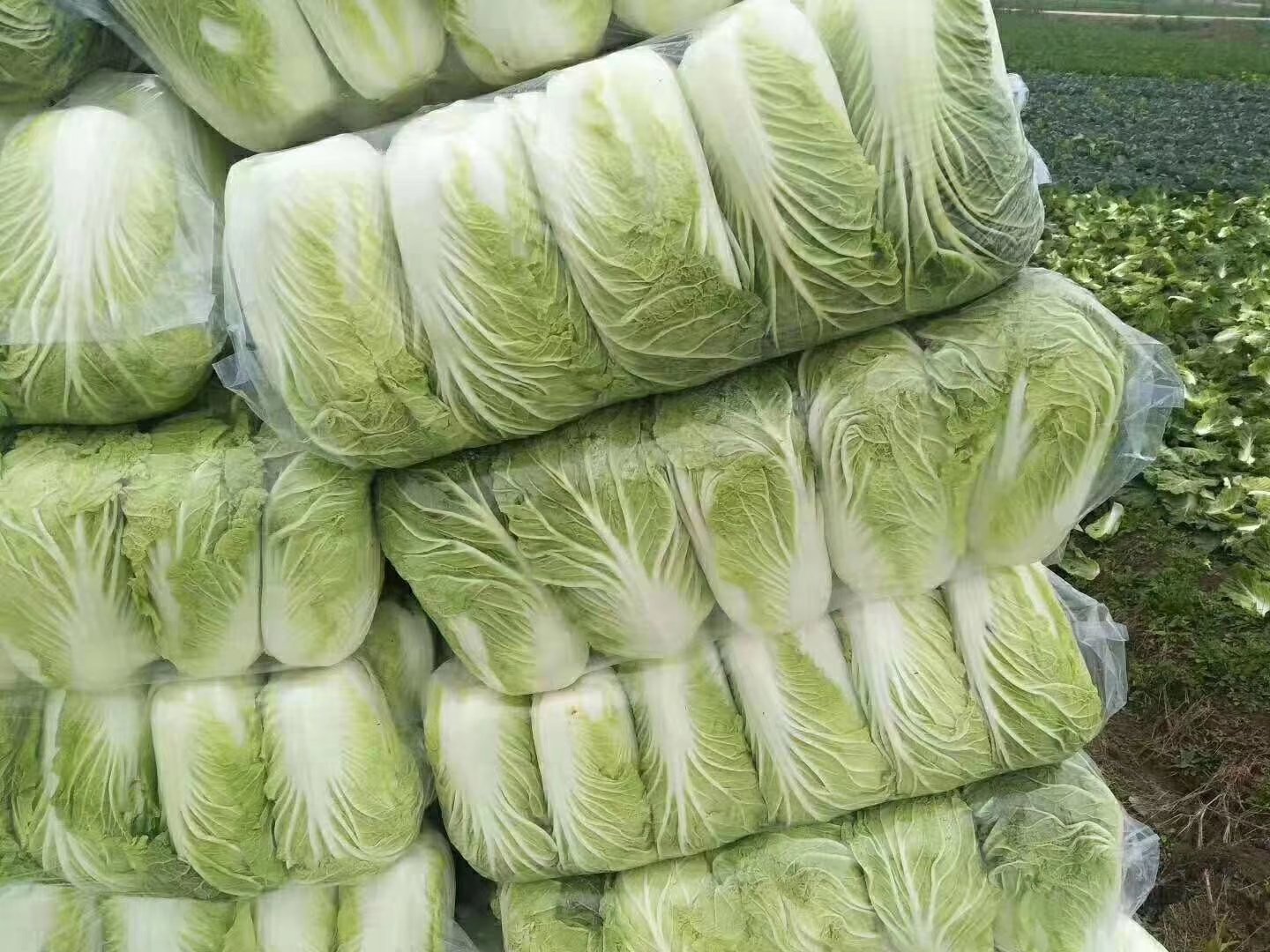 扁包菜分级包装车间,工人正在进行品质筛选 扁包菜分级包装车间