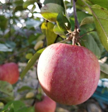 靖远县红富士冰糖心苹果大量上市
