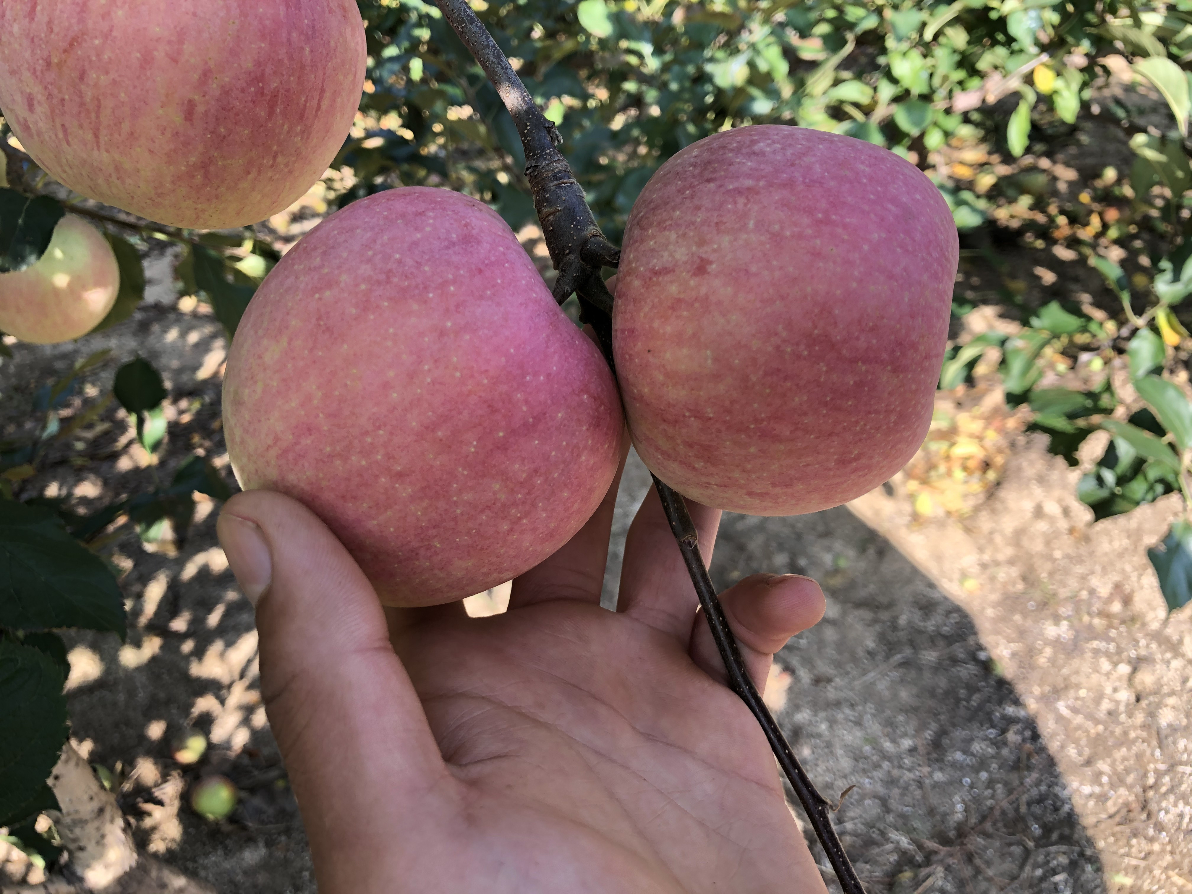 一颗成熟的国光苹果,果皮呈红黄相间的条纹状,表面光滑有明显反光,呈现出自然的油亮质感,背景为果园清晨的露水环境 国光苹果特写镜头