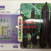 华紫8号茄子种子高产耐热耐寒果皮光亮烧烤茄