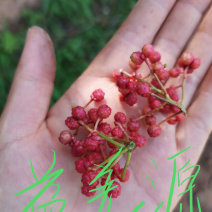 无刺花椒苗