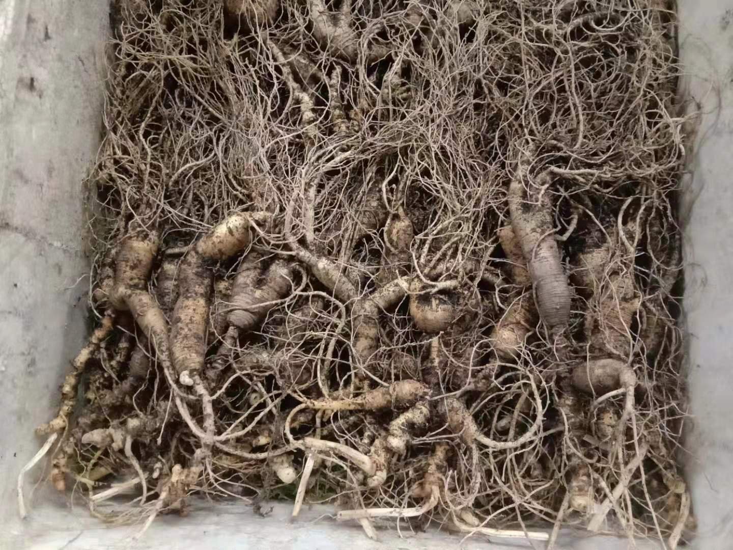 近距离拍摄一株十年生林下参的根部,可见细长弯曲的芦头上有多个密集的芦碗,主根布满深陷的铁线纹,侧根上有数个明显的圆形珍珠点,整体色泽呈黄白色偏灰,质地坚硬,富有光泽 林下参根部特写展示芦头、铁线纹与珍珠点细节