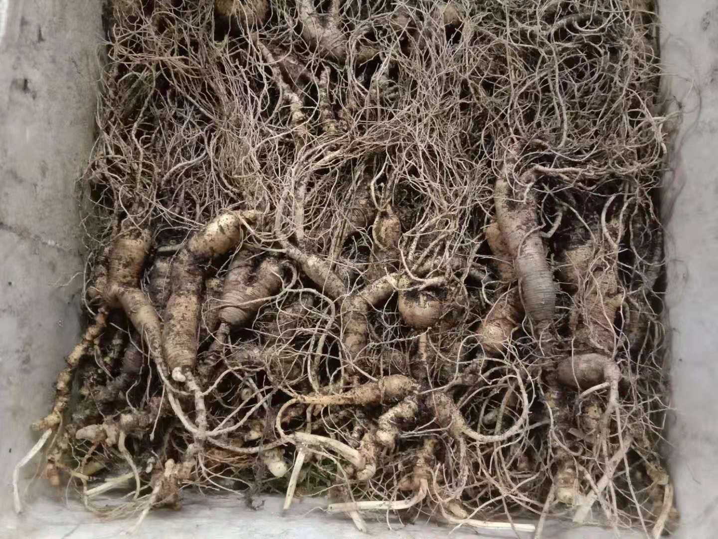 几名身穿防护服的采参人在原始森林中蹲伏作业,手持小铲和鹿茸锯,小心翼翼地从厚厚的落叶层下挖掘一株林下参,土壤湿润黝黑,人参根部已部分露出,周围可见其他植物根系交错,背景为高大树影,氛围静谧庄严 林下参采挖现场图:工人正在森林中手工挖掘人参