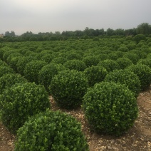 出售卫矛球，卫矛小苗各种绿化树，价格从优