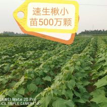 楸树小苗