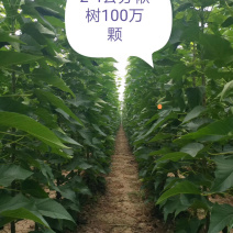楸树小苗