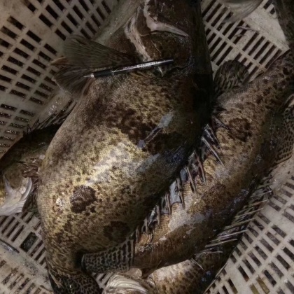 鳜鱼价格行情_今日鳜鱼价格多少钱一斤 _ 一亩田