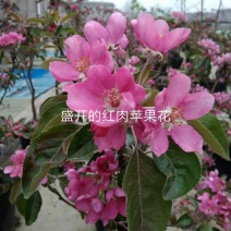 山东红色之爱苹果树苗新品种红肉苹果苗烟福8苹果树苗