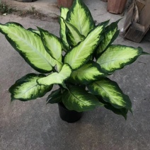 万年青