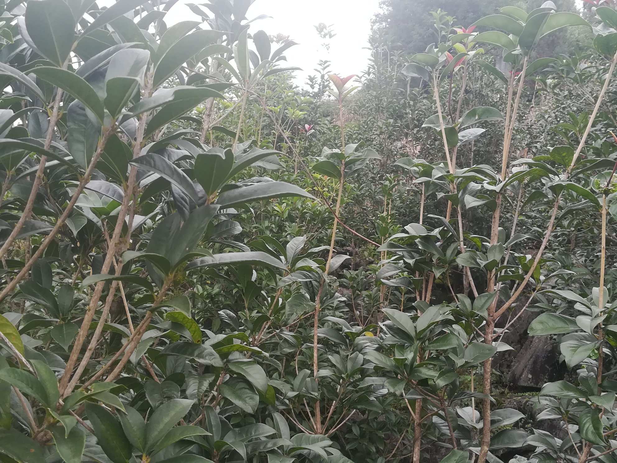 一株盛开的丹桂树,花色偏红,枝叶繁茂,展现出其高贵与典雅 丹桂树特写