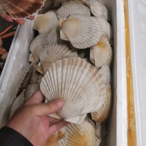 东港冷冻无冰衣夏贻贝，新鲜也有货