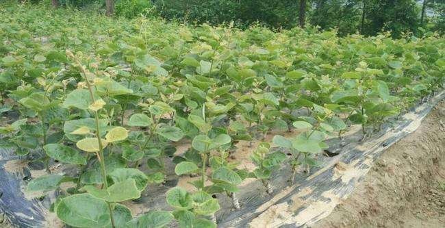 翠香猕猴桃冬季防护示意图