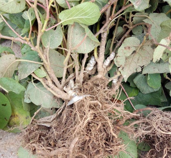 藤梨植株与猕猴桃植株对比图