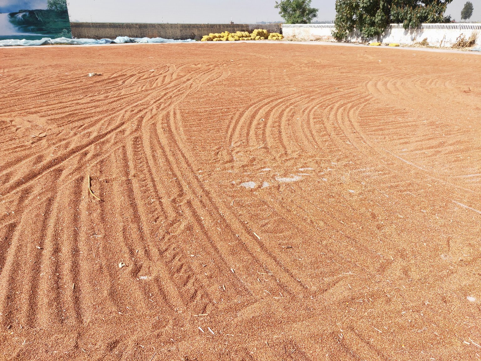 晾晒完成的萝卜缨子成品,装在玻璃罐中准备保存 晾晒完成的萝卜缨子成品展示