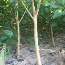 正品黑珍珠桑椹苗