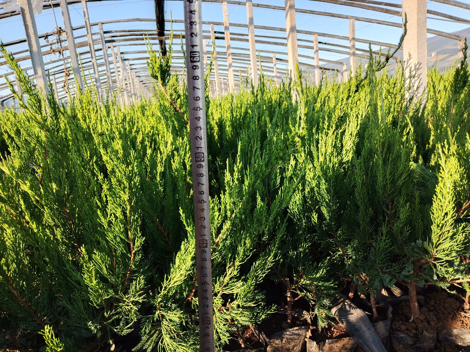 展示不同品种龙柏的生长高度对比,包括普通龙柏、矮生龙柏和高干龙柏 龙柏不同品种对比图