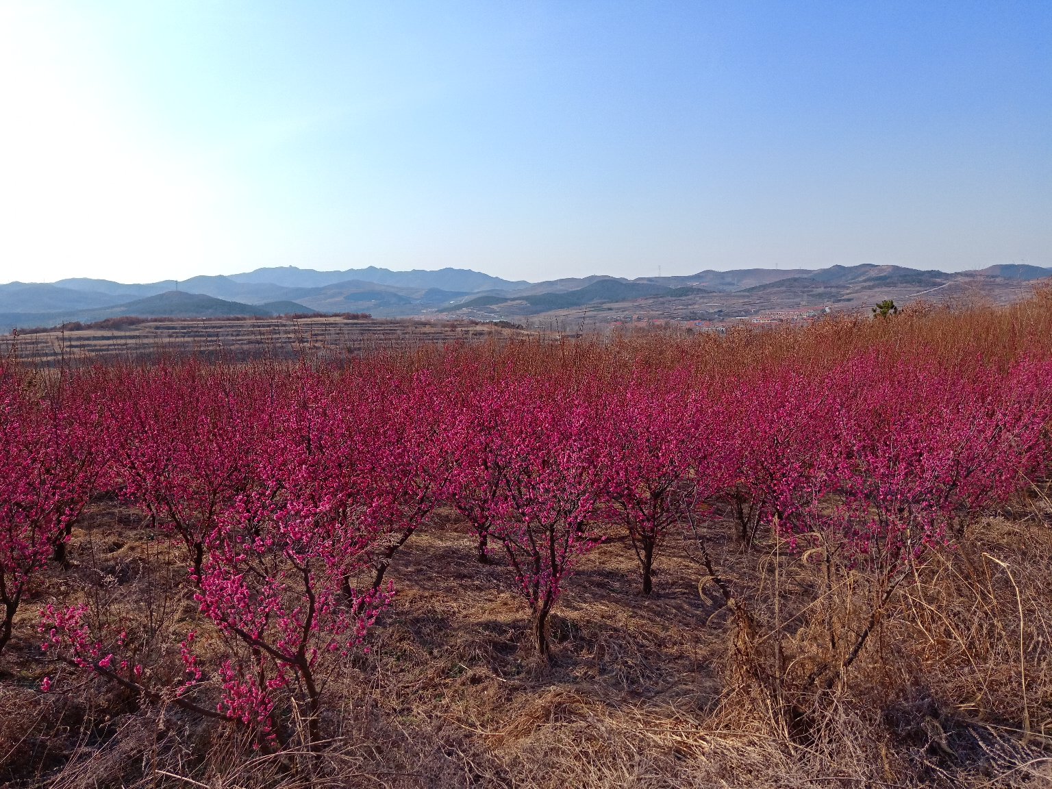 红梅在春季盛开的景象