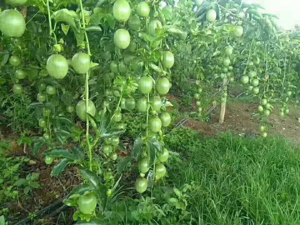 黄金百香果从青色到黄色的成熟变化过程