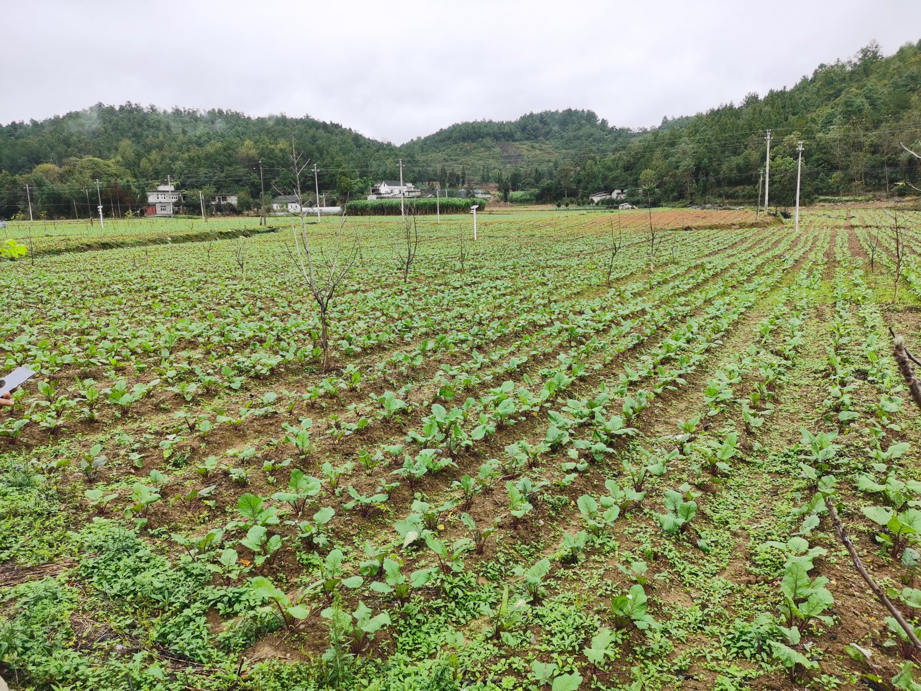 红菜苔田间管理