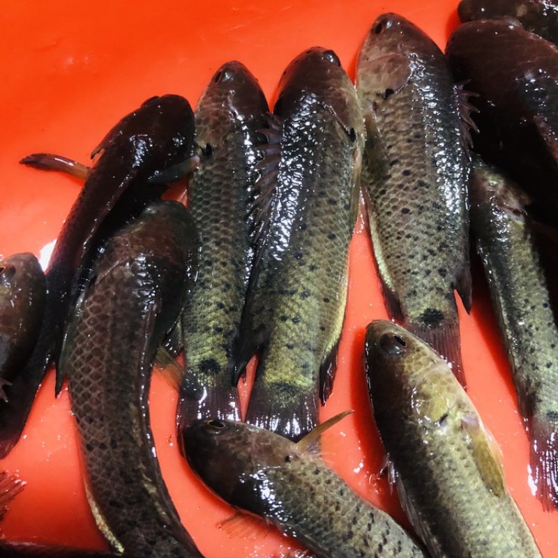 攀鲈活体龟壳过山鲫活体原生鱼热带鱼辟邪鱼攀鲈鱼活体凶