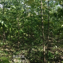 苦楝各种规格质优价廉