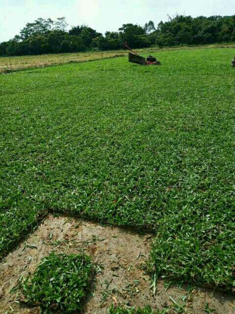 [地毯草批发]广东广州增城区地毯草 4.50元/平方米大叶油草, _ 一亩田