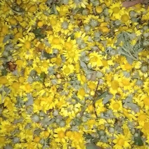 野菊花