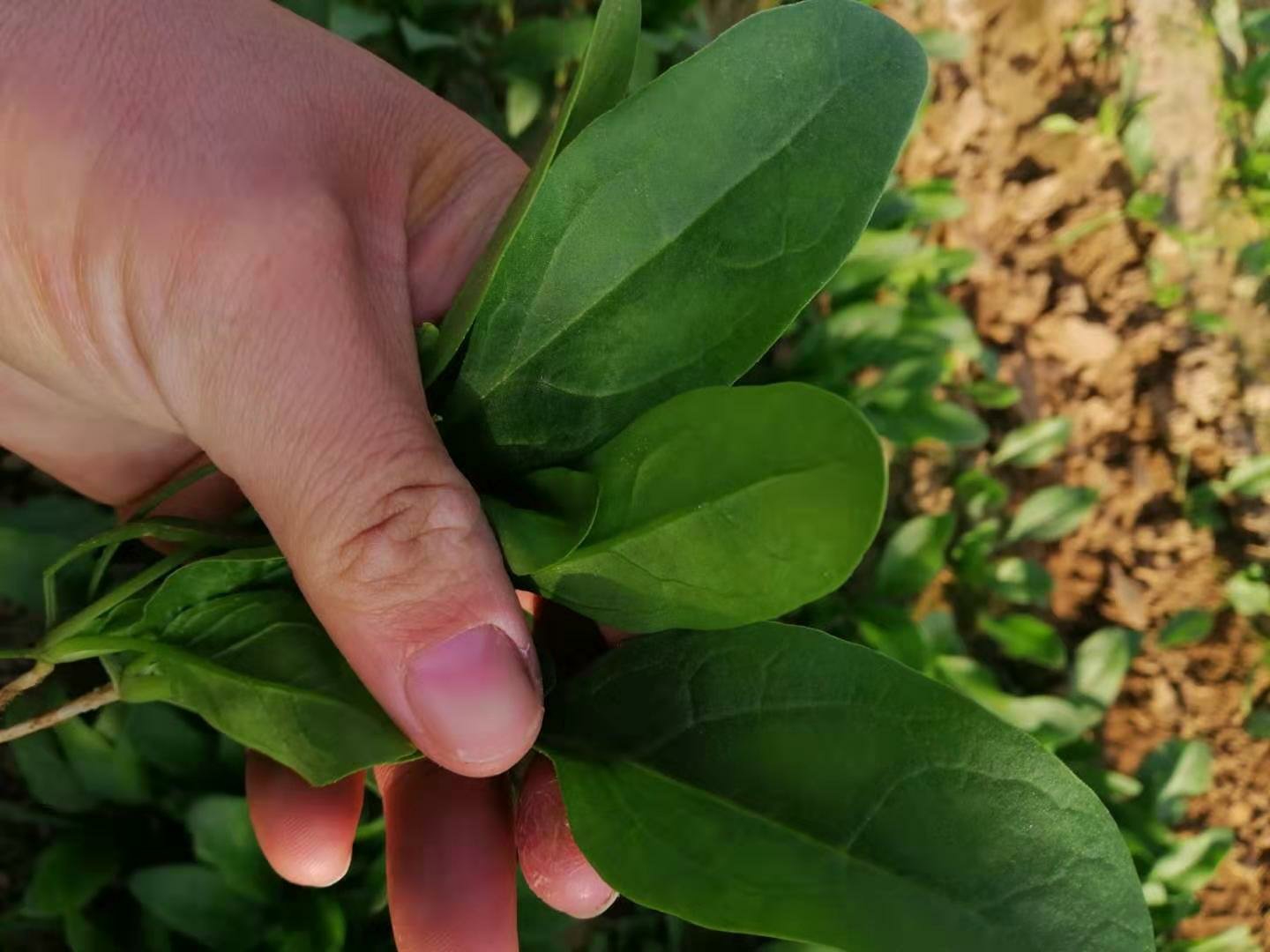 菠菜特写