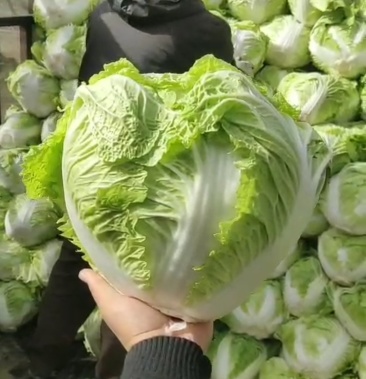 秦白二号白菜 ,圆白菜,产地批发,按要求发货