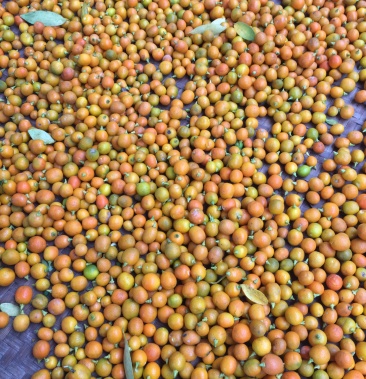 小金桔果福建龙岩野山桔果化痰止咳功效