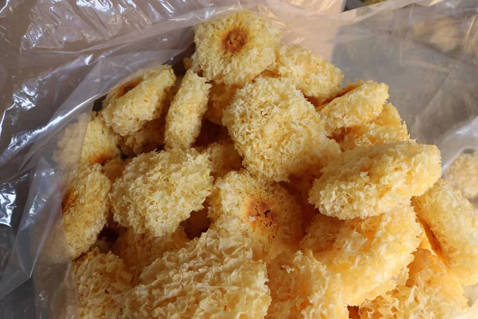 椴木小银耳特写图片
