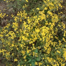 野菊花