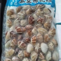 辽宁丹东东港无沙原汁沙蚬子