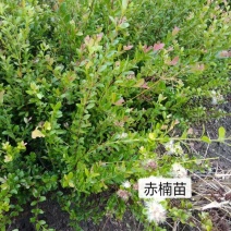 家庭盆景赤楠香藤果等苗木批发零售