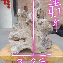 太行崖柏
